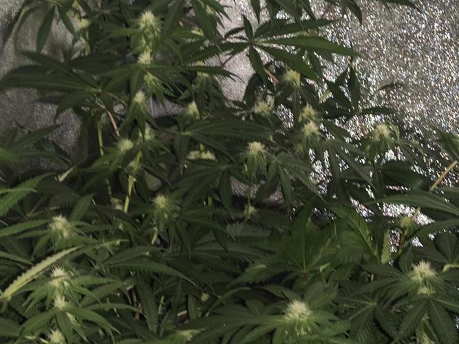 Red wine 🍷 X the Bird 🐦. Week 2