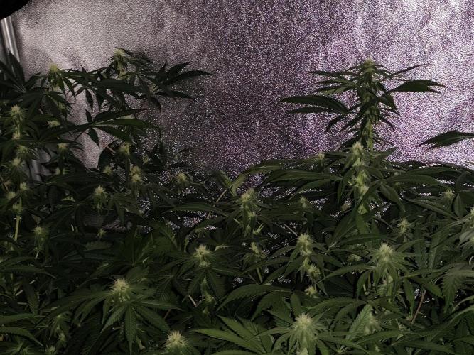 Red wine 🍷 X the Bird 🐦. Week 2