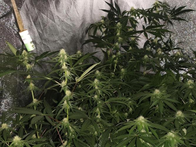 Red wine 🍷 X the Bird 🐦. Week 2