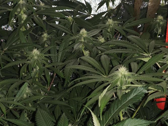 Red wine 🍷 X the Bird 🐦. Week 2