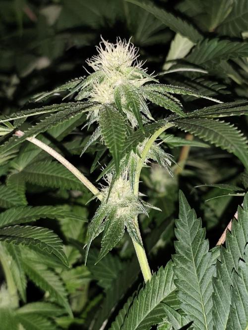 Red wine 🍷 X the Bird 🐦. Week 2