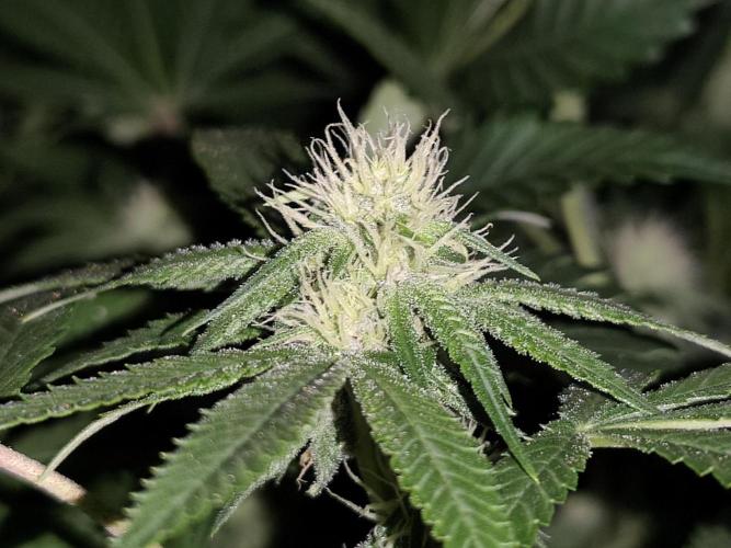 Red wine 🍷 X the Bird 🐦. Week 2