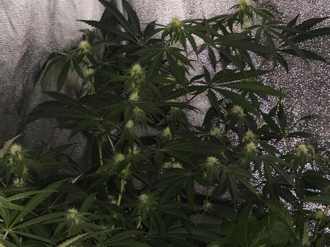 Red wine 🍷 X the Bird 🐦. Week 2