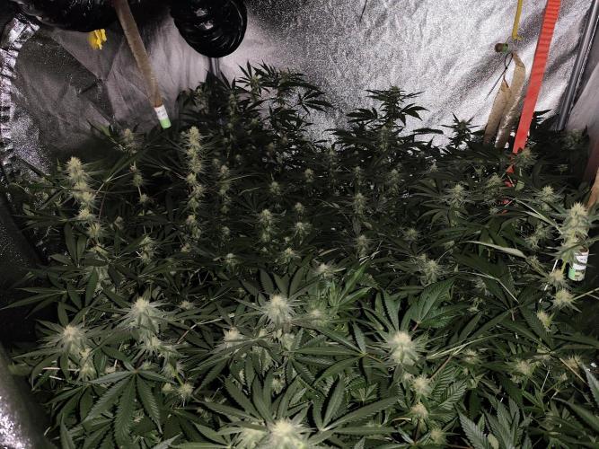 Red wine 🍷 X the Bird 🐦. Week 5