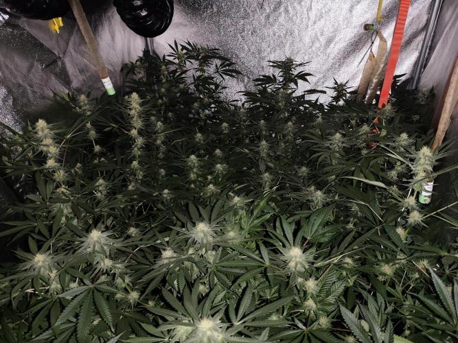 Red wine 🍷 X the Bird 🐦. Week 5