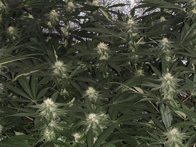 Red wine 🍷 X the Bird 🐦. Week 5