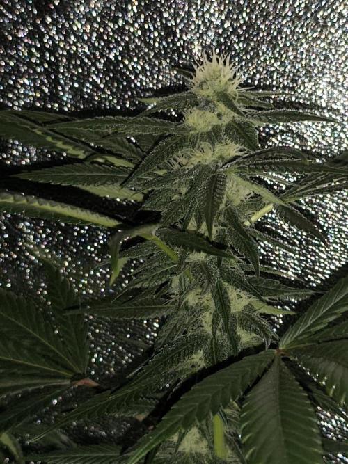 Red wine 🍷 X the Bird 🐦. Week 5