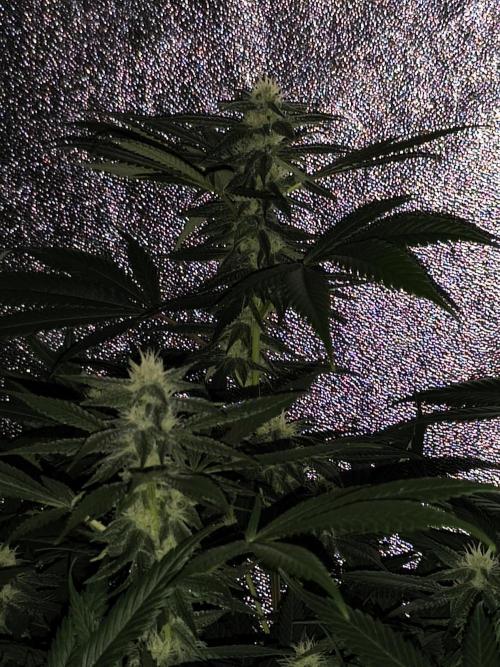 Red wine 🍷 X the Bird 🐦. Week 5