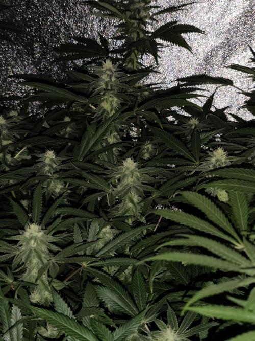 Red wine 🍷 X the Bird 🐦. Week 5