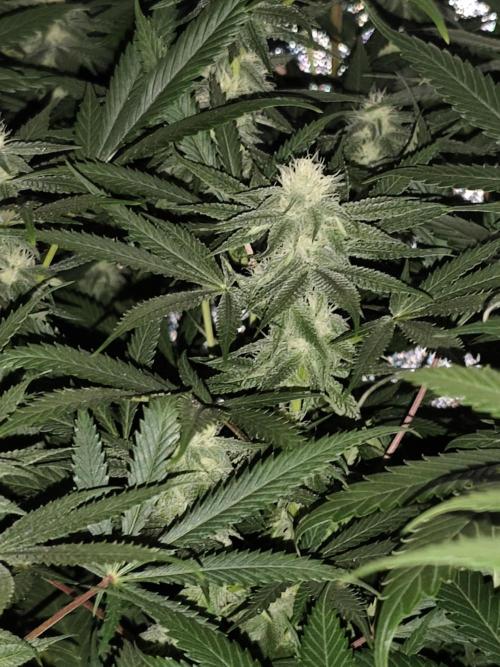 Red wine 🍷 X the Bird 🐦. Week 5