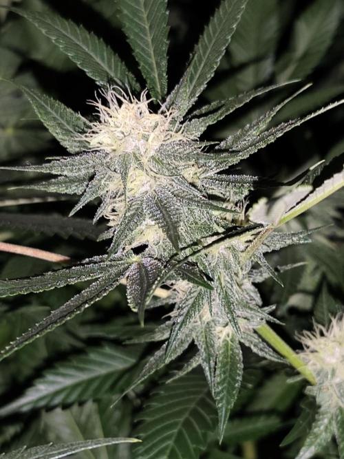 Red wine 🍷 X the Bird 🐦. Week 5