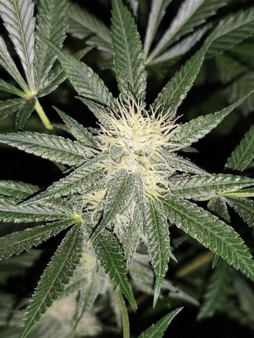 Red wine 🍷 X the Bird 🐦. Week 5