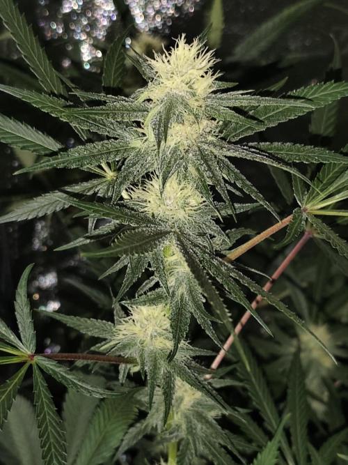 Red wine 🍷 X the Bird 🐦. Week 5