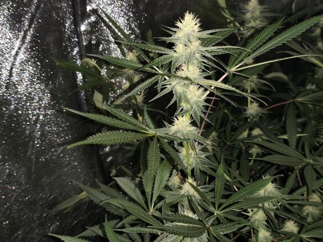 Red wine 🍷 X the Bird 🐦. Week 5