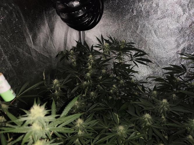 Red wine 🍷 X the Bird 🐦. Week 5