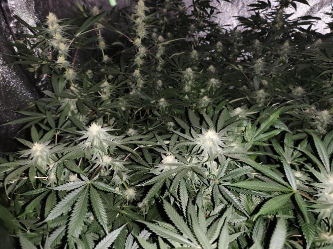 Red wine 🍷 X the Bird 🐦. Week 5