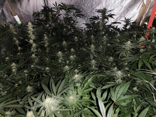 Red wine 🍷 X the Bird 🐦. Week 5