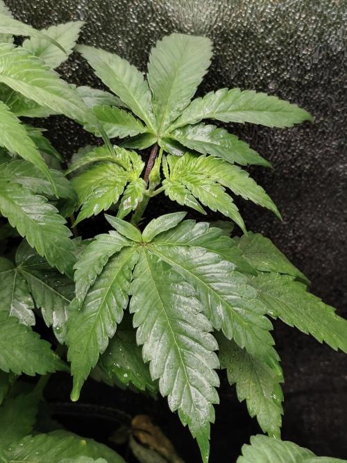 Sweetopia 🍭 paradise seeds. Week 5