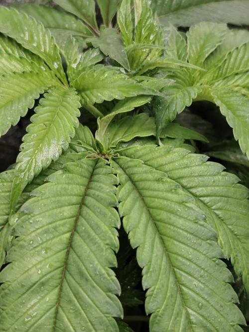 Sweetopia 🍭 paradise seeds. Week 5