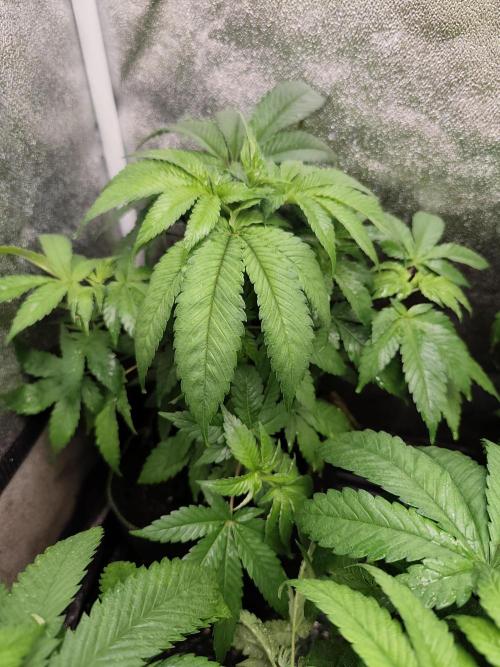 Sweetopia 🍭 paradise seeds. Week 5