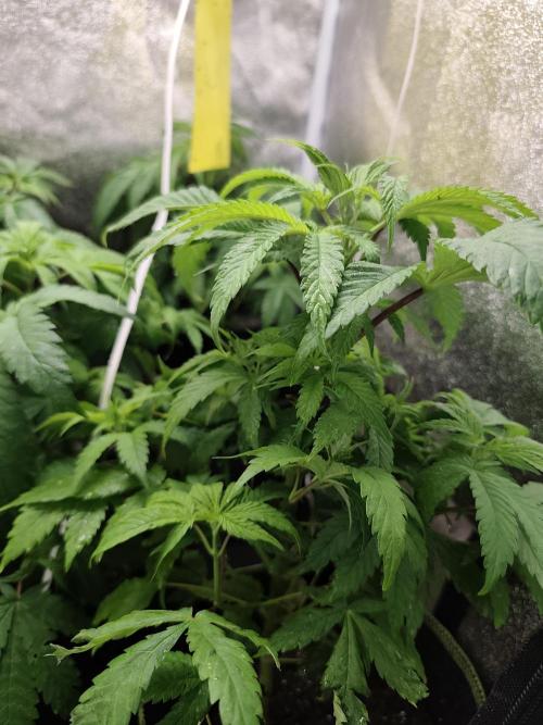 Sweetopia 🍭 paradise seeds. Week 5