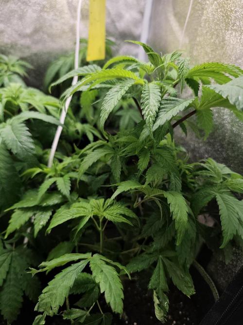 Sweetopia 🍭 paradise seeds. Week 5