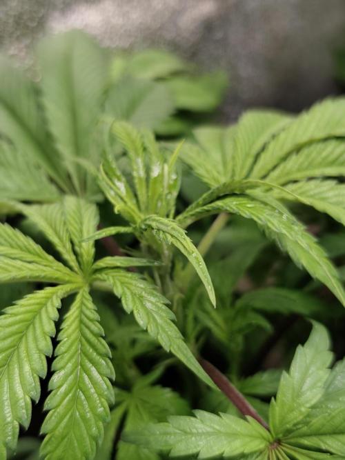 Sweetopia 🍭 paradise seeds. Week 5