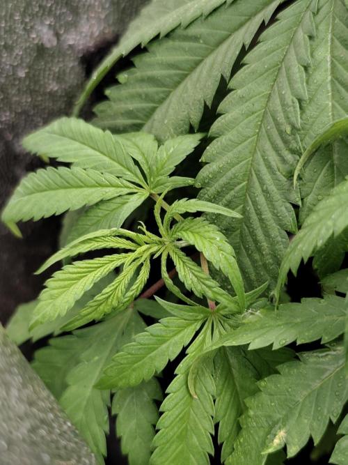 Sweetopia 🍭 paradise seeds. Week 5