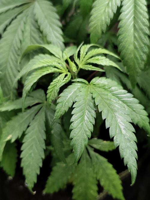 Sweetopia 🍭 paradise seeds. Week 5