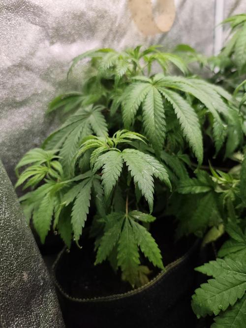 Sweetopia 🍭 paradise seeds. Week 5