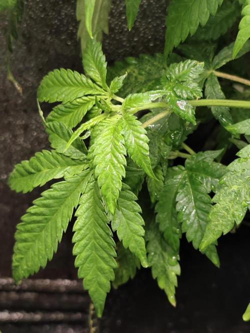 Purple Mintz 💜. Week 5