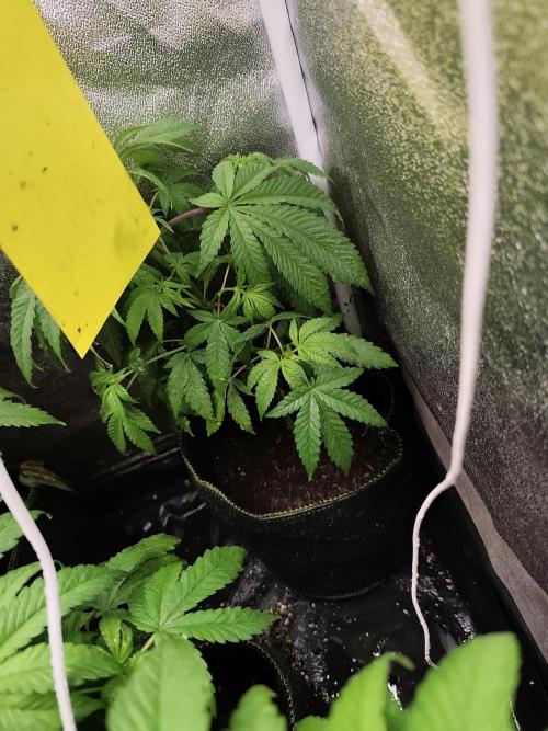 Purple Mintz 💜. Week 5