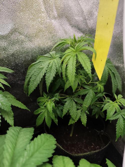 Purple Mintz 💜. Week 5