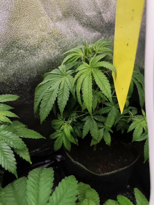 Purple Mintz 💜. Week 5