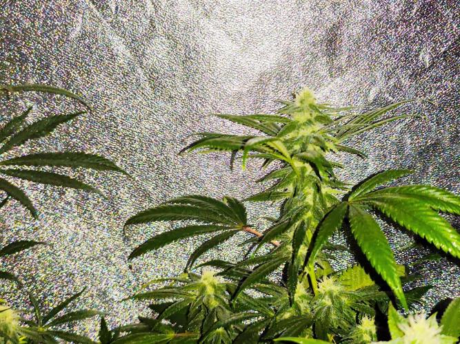 Red wine 🍷 X the Bird 🐦. Week 5