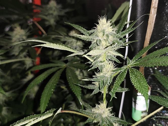 Red wine 🍷 X the Bird 🐦. Week 5