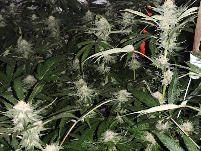 Red wine 🍷 X the Bird 🐦. Week 5