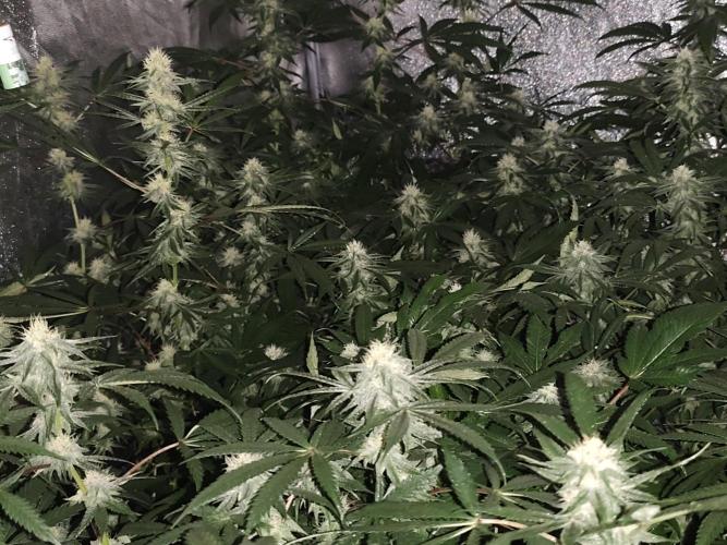 Red wine 🍷 X the Bird 🐦. Week 5