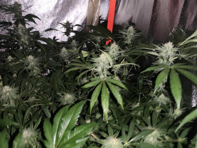 Red wine 🍷 X the Bird 🐦. Week 5