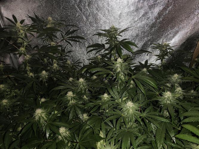 Red wine 🍷 X the Bird 🐦. Week 5