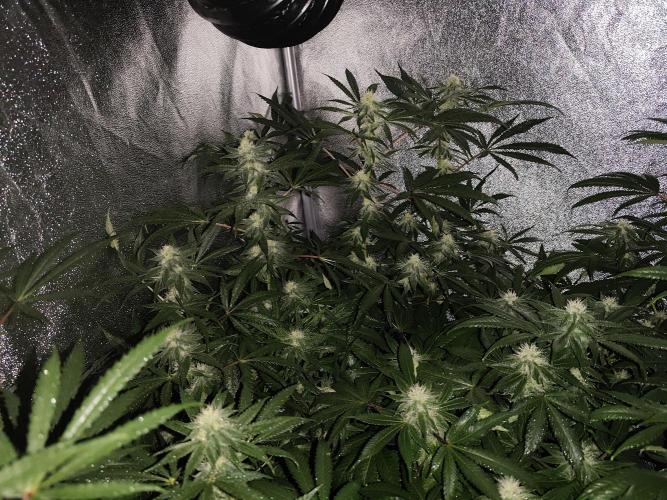 Red wine 🍷 X the Bird 🐦. Week 5