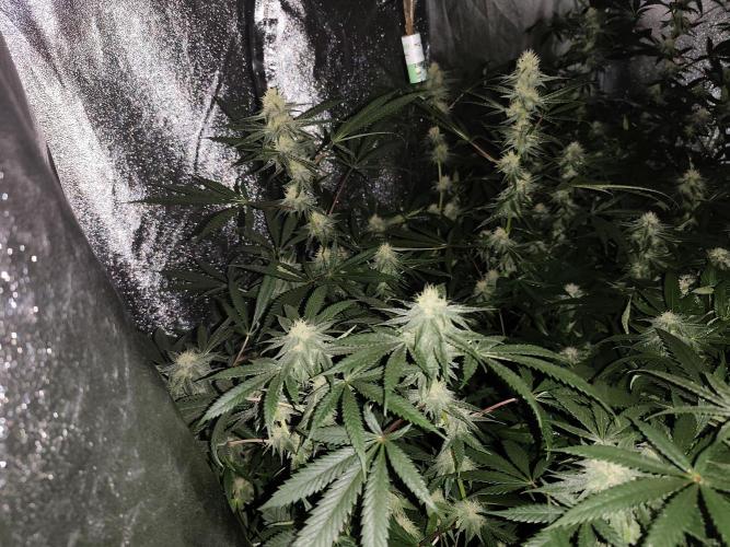 Red wine 🍷 X the Bird 🐦. Week 5