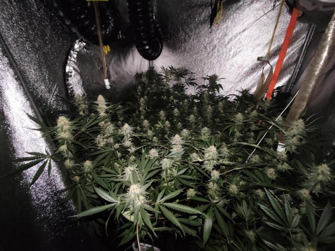 Red wine 🍷 X the Bird 🐦. Week 6