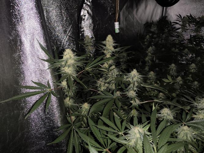 Red wine 🍷 X the Bird 🐦. Week 6