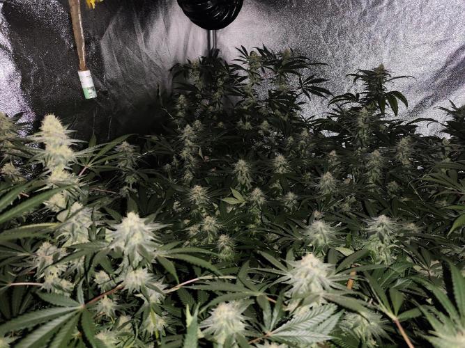 Red wine 🍷 X the Bird 🐦. Week 6