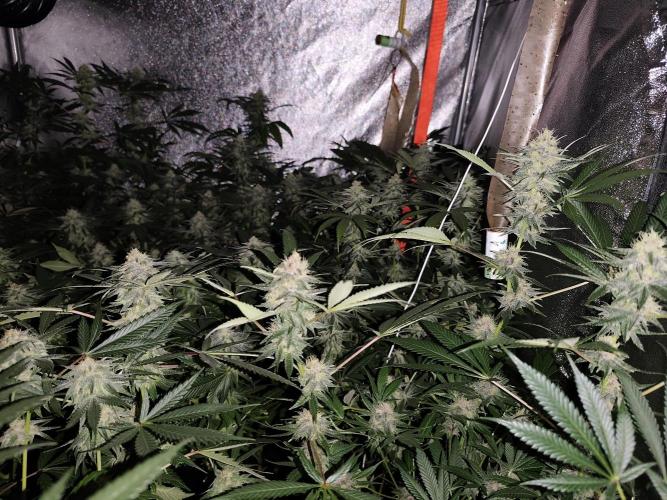 Red wine 🍷 X the Bird 🐦. Week 6