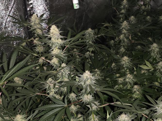 Red wine 🍷 X the Bird 🐦. Week 6