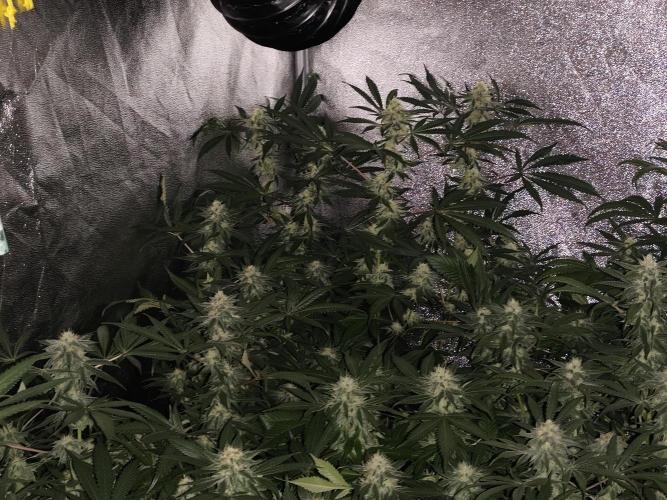 Red wine 🍷 X the Bird 🐦. Week 6