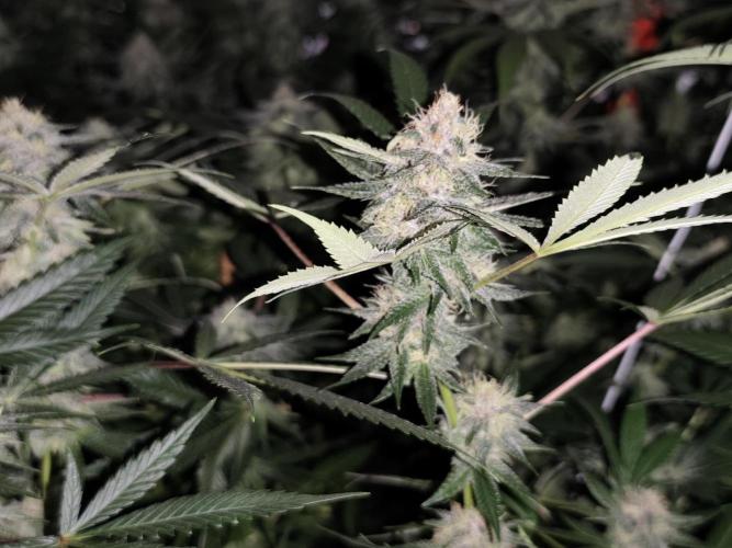 Red wine 🍷 X the Bird 🐦. Week 6