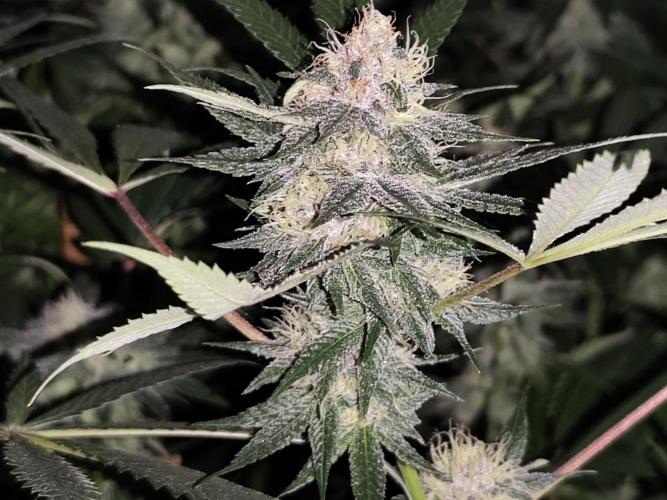 Red wine 🍷 X the Bird 🐦. Week 6